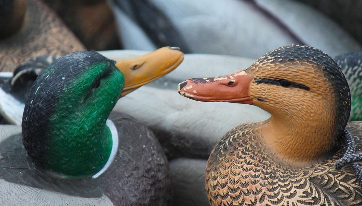 Outer Banks Center for Wildlife Education