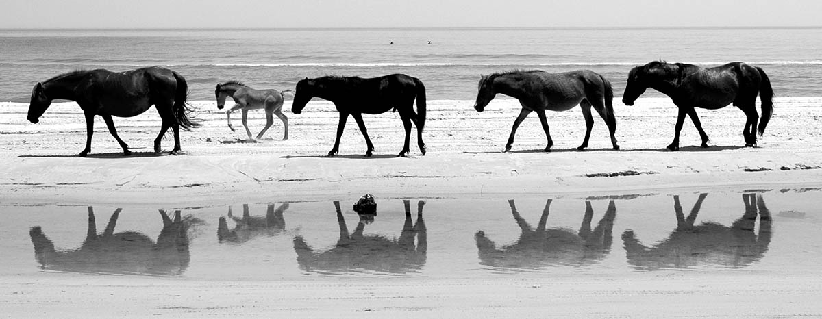 Corolla Wild Horse Fund